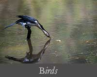 button image for Birds Gallery
