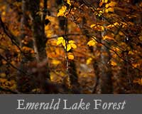 button image for Emerald Lake Gallery