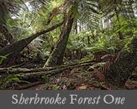 button image for Sherbrooke Forest One Gallery