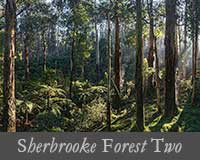 button image for Sherbrooke Forest Two Gallery