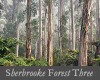 button image for Sherbrooke Forest Three Gallery