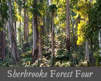 button image for Sherbrooke Forest Four Gallery